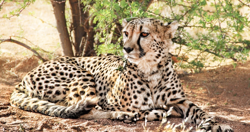 Namibia Wildlife Caretaker Volunteering