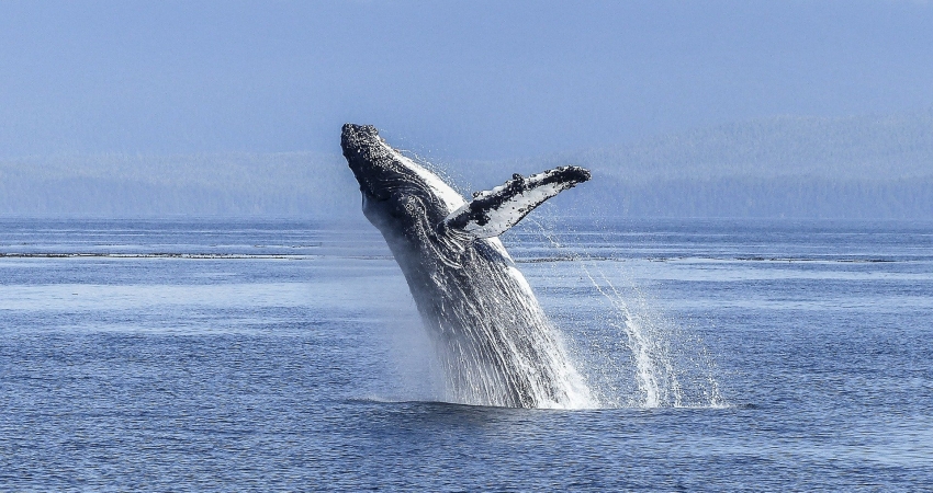 Humpback Whale Research Volunteer in Mozambique