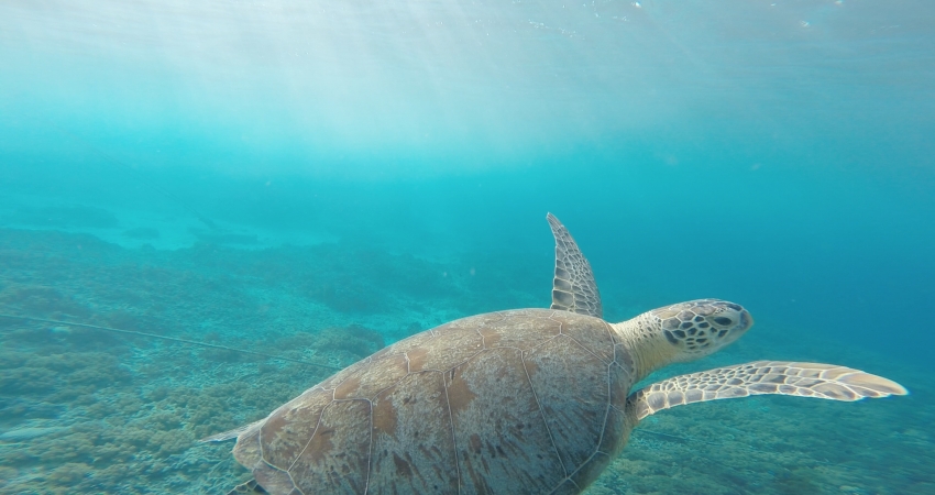 Malaysia Sea-Turtle Conservation Volunteer Program