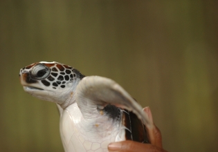 Visiting Veterinarian Program in Maldives