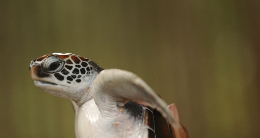 Visiting Veterinarian Program in Maldives