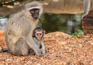 Malawi Primate Bush Academy Volunteer