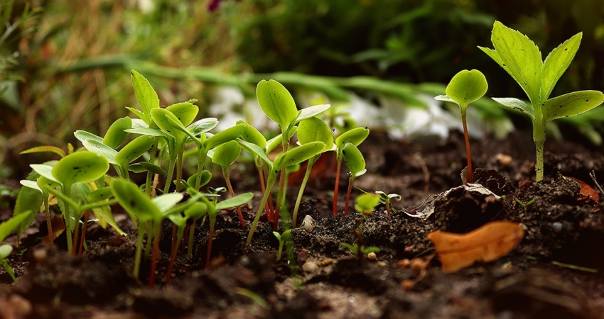 Permaculture Volunteer in Jamaica