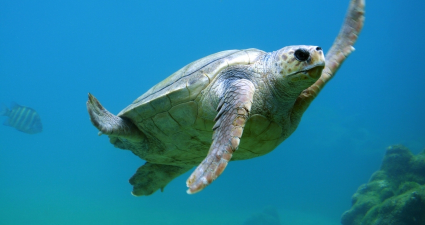 Volunteer in a Wildlife Centre and Marine Aquarium in Mexico