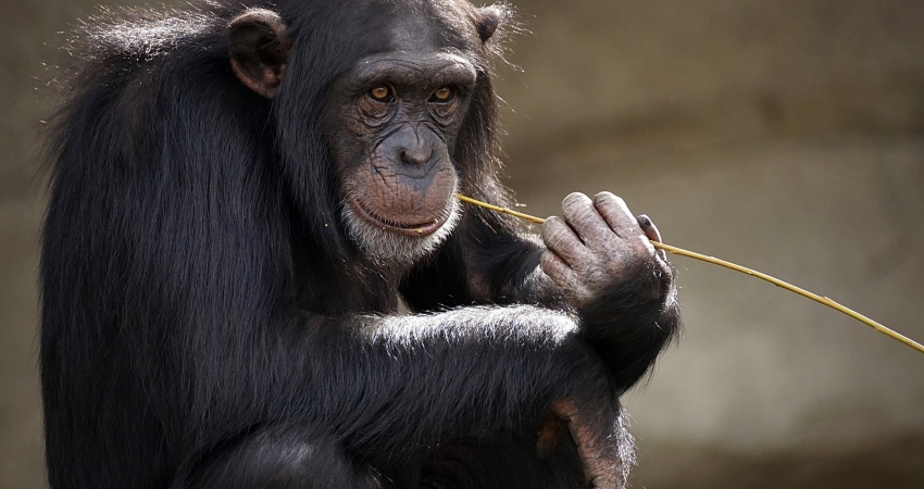 Chimpanzee Rescue in Cameroon