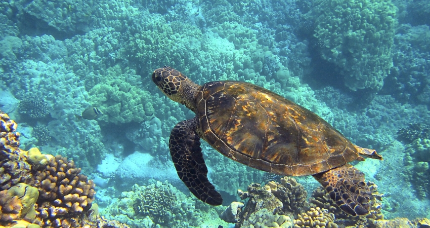 Belize Ocean Wildlife Expedition