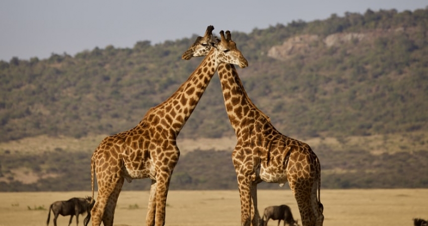 6 Days Tanzania Northern Circuit Safari