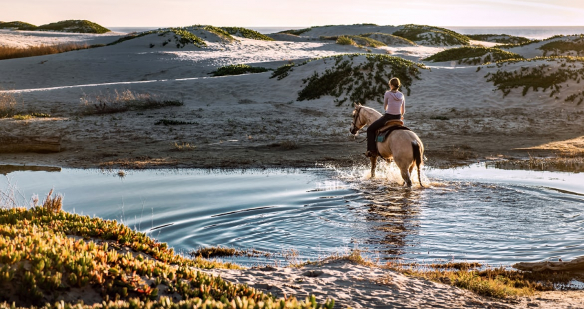 Horseback riding tour (1h)