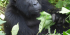 5 days Gorilla Trekking Bwindi and Queen Elizabeth