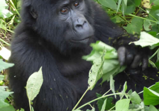 5 days Gorilla Trekking Bwindi and Queen Elizabeth