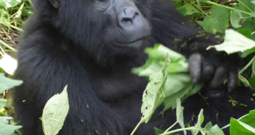 5 days Gorilla Trekking Bwindi and Queen Elizabeth