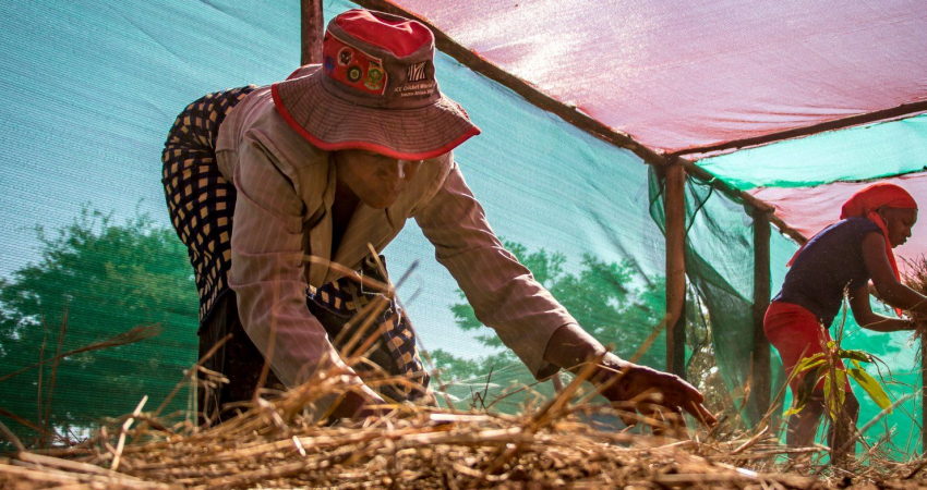 Agricultural Entrepreneurship