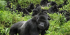 5-Day Gorilla tracking, glorious wildlife & lake Bunyonyi