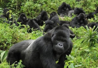 5-Day Gorilla tracking, glorious wildlife & lake Bunyonyi