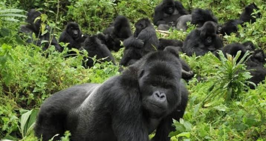 5-Day Gorilla tracking, glorious wildlife & lake Bunyonyi