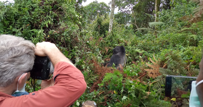 Lowland Gorillas treks in Kahuzi-Biega National Park (3days/2nights)