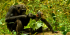 3 Days Chimpanzee trekking in Nyungwe Forest, Canopy walk & Kivu Lake experience