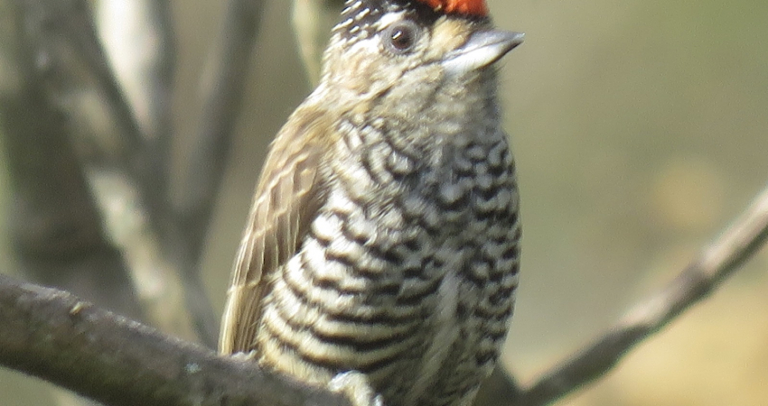 Birdwatching at Tijuca National Park