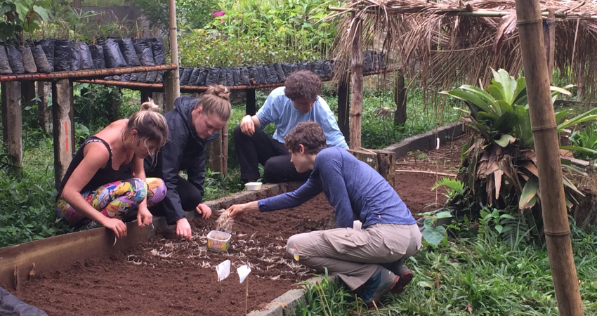 Restoring Brazilian Atlantic Rainforest