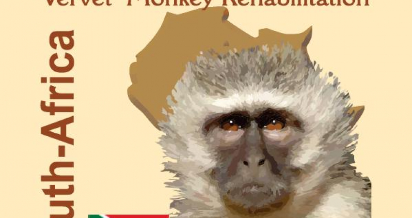 Saving Vervet Monkeys in South Africa-Make a Difference-Give Freedom