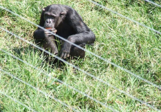 Chimpanzee Island day tour.