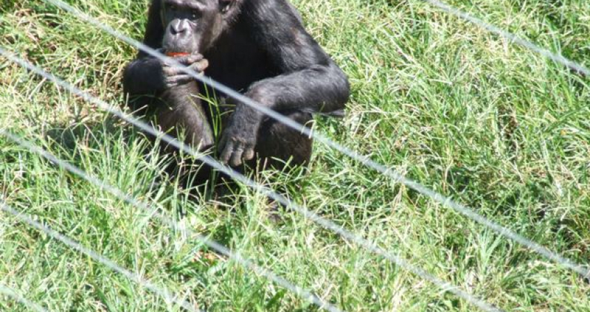 Chimpanzee Island day tour.