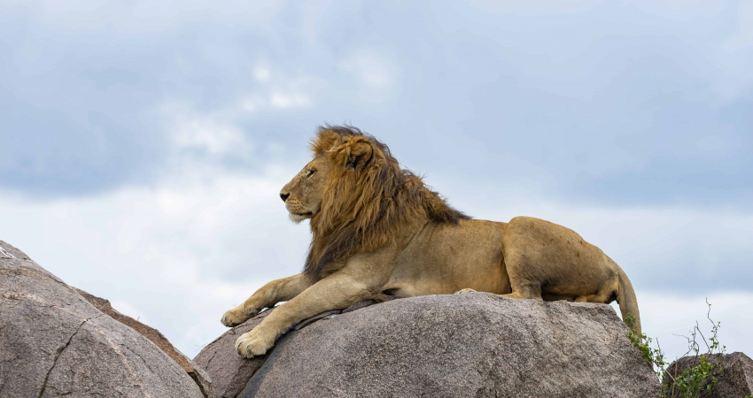 5 Days Tanzania -Luxury Safari - Tarangire, Lake Manyara Serengeti and The Ngorongoro Crater