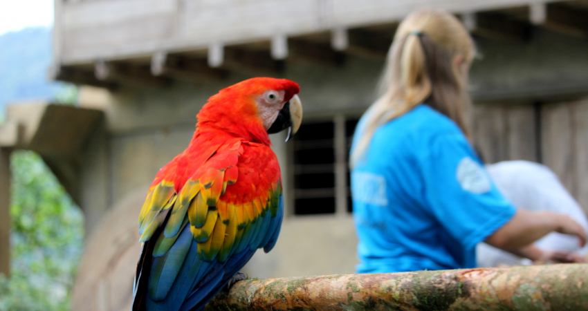 Rescue Center for Trafficked Animals in the Amazon Jungle in Ecuador