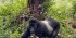 11 DAYS UGANDA  SAFARIS PLUS GORILLARS