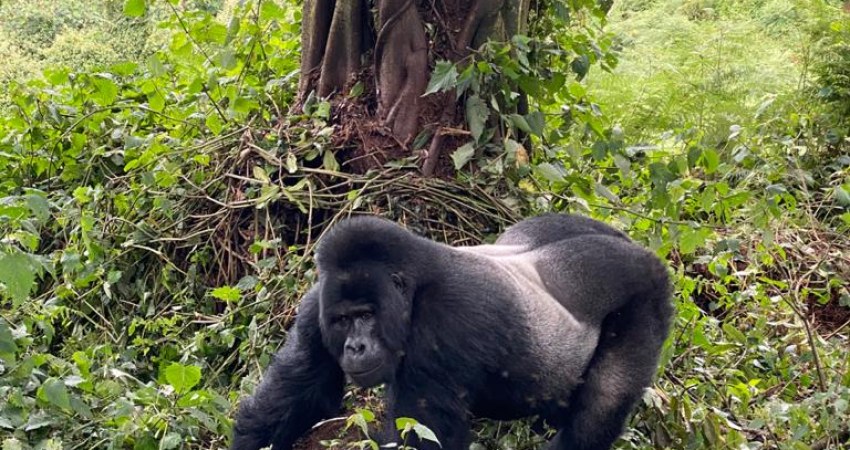 11 DAYS UGANDA  SAFARIS PLUS GORILLARS