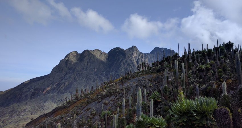 10 DAYS RWENZORI MOUNTAIN TREKKING AND SAFARI