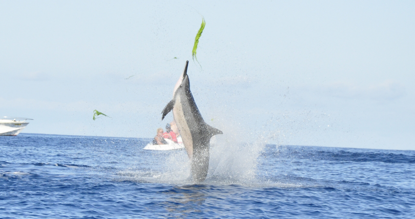 Dolphins Encounter - Private Boat