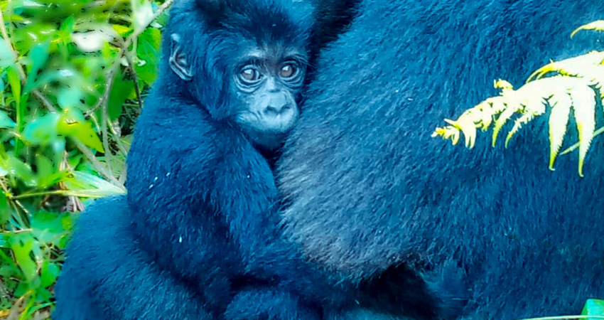 3-Day Amazing Gorilla Trekking Experience in Uganda