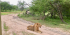 3-Days Nyerere / Selous National Park (Boat Trip, Game Drive and Walking Safari)