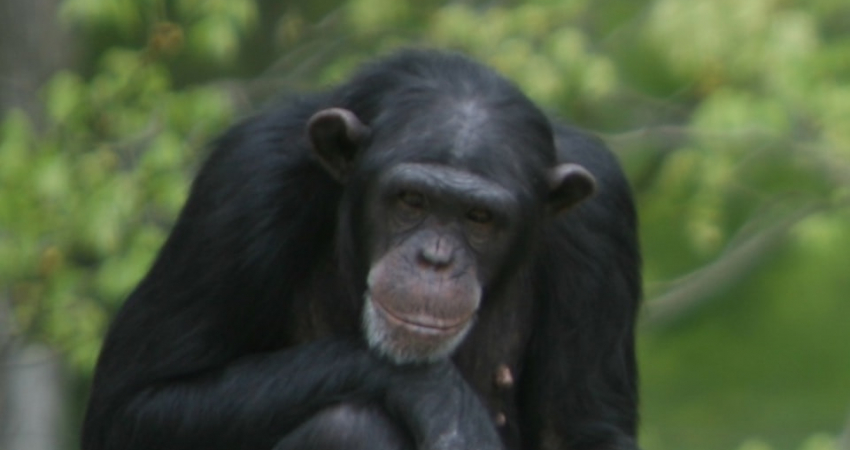 3 Day Chimps Tracking- Kibale