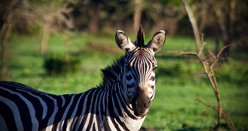 2Day Lake Mburo Wildlife Tour