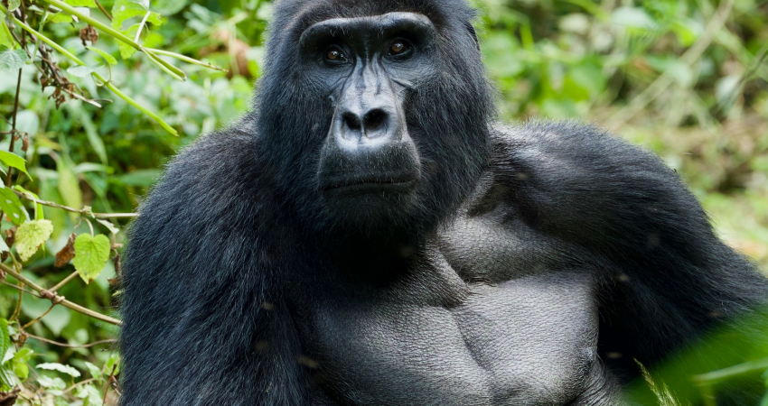 4 Day Chimpanzee & Gorilla Trekking Safari