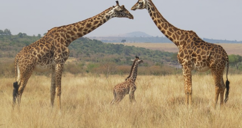 6 days Kenya Luxury Safari