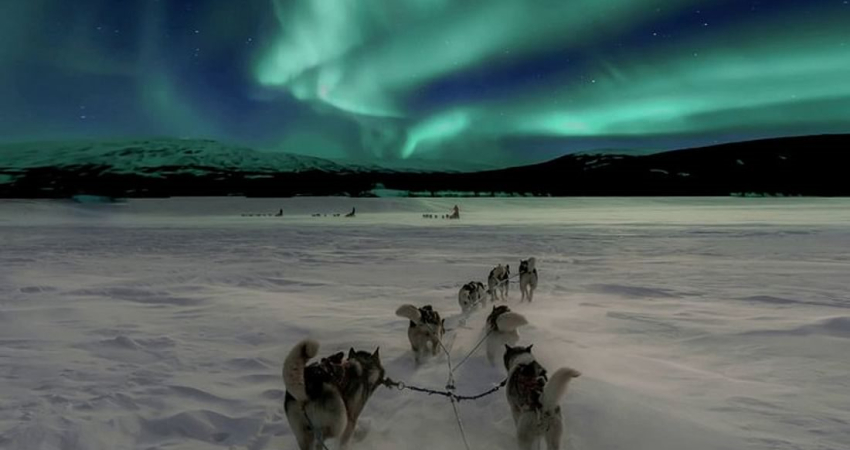 Hunting Northern Lights with Husky