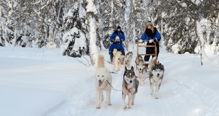 Snowy Trails Husky Safari (10 Km)