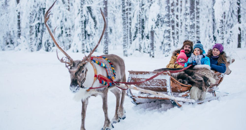 Forest Trail Reindeer Safari