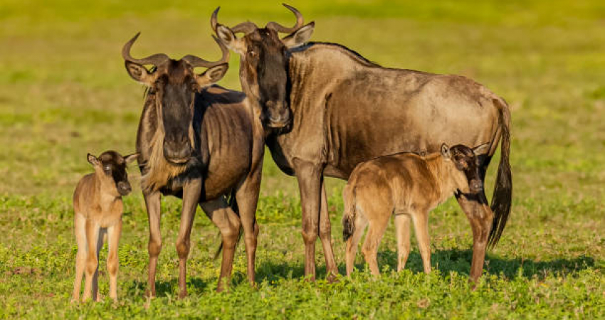 3 Days Great wildebeest Migration with Ngorongoro Crater Safari