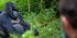 3 Days Gorilla Trekking Tour Uganda. Bwindi Impenetrable Forest