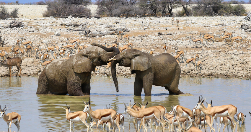 4 Day Etosha and Swakopmund Adventure