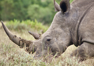 Wildlife Research Internship (White Rhino)