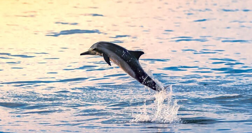 2 Hour Dolphin Watching Tour Muscat