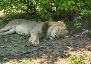 Chobe day trip