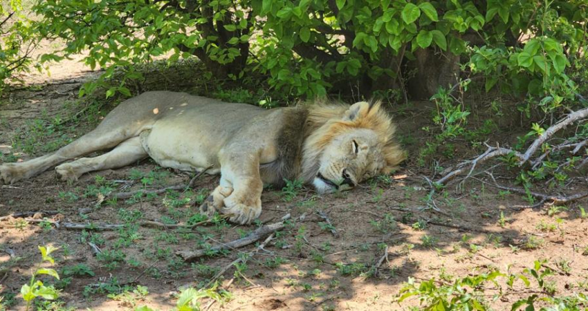 Chobe day trip