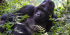 5 Days Rwanda Primate Adventure Safari