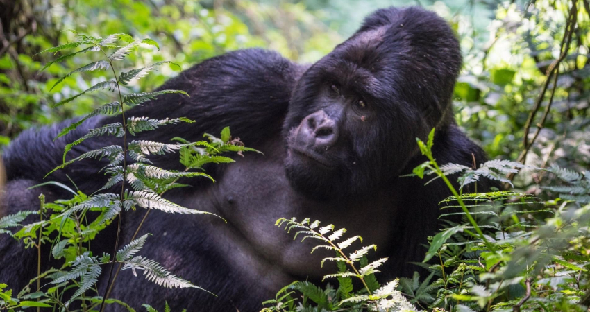 5 Days Rwanda Primate Adventure Safari